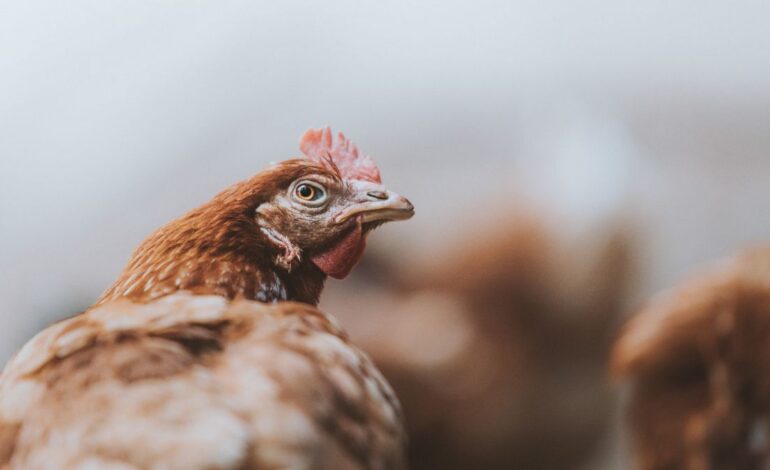 Indian food companies take consistent steps to end animal cruelty